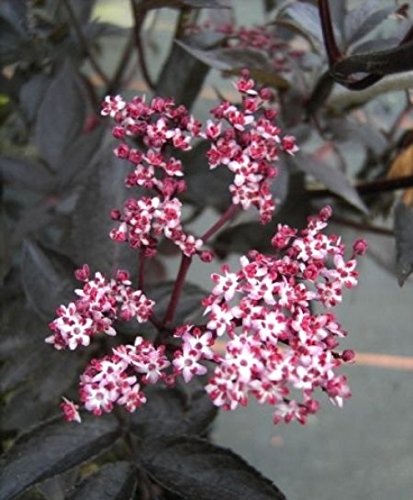 Sambucus nigra Black Beauty - schwarze Holunderbeere - Fliederbeere - Duft-Holunder - Sambucus nigra Black Beauty - schwarze Holunderbeere - Fliederbeere - Duft-Holunder - von Baumschule Pflanzenvielfalt