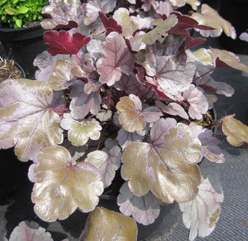 Samthaariges Purpurglöckchen Silver Gumdrop - Heuchera Silver Gumdrop - Blattschmuckpflanze von Baumschule Pflanzenvielfalt
