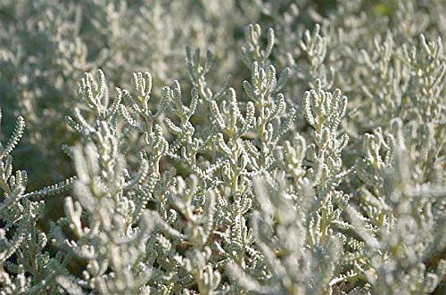 Santolina chamaecyparissus - Heiligenkraut - Zypressenkraut - Heilpflanze - 20-25 von Baumschule Pflanzenvielfalt