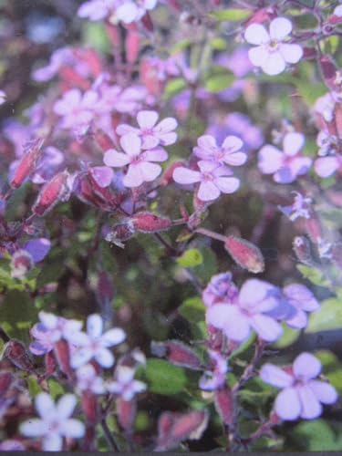 Saponaria ocymoides - Kissen Seifenkraut - Polster Seifenkraut Stückzahl Rabatt Einzelpreis von Baumschule Pflanzenvielfalt