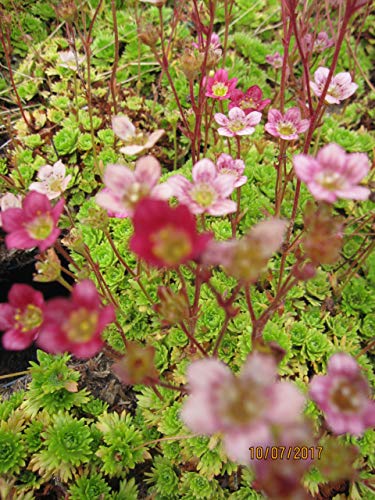 Saxifraga x arendsii Touran Red - Moos-Steinbrech Touran Red Verpackungseinheit 3 von Baumschule Pflanzenvielfalt