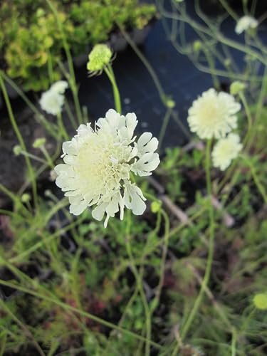 Scabiosa ochroleuca - Gelbe Skabiose - Blütenstaude Verpackungseinheit 3 von Baumschule Pflanzenvielfalt