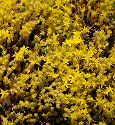 Scharfer Mauerpfeffer Yellow Queen - Gold-Mauerpfeffer - Sedum acre Yellow Queen Stückzahl Rabatt 10er-Paket von Baumschule Pflanzenvielfalt