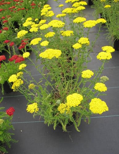 Scharfgarbe Desert Eve Yellow ® - Achillea millefolium Desert Eve Yellow ® von Baumschule Pflanzenvielfalt
