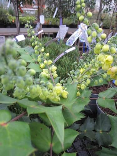 Schmuckblatt-Mahonie Hivernant - Mahonia bealei - Lederblatt-Mahonie - 60-80 von Baumschule Pflanzenvielfalt
