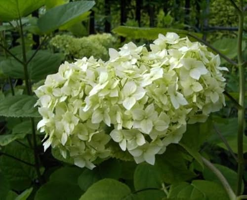 Schneeballhortensie Grandiflora - Hydrangea arborescens Grandiflora (40-60) von Baumschule Pflanzenvielfalt