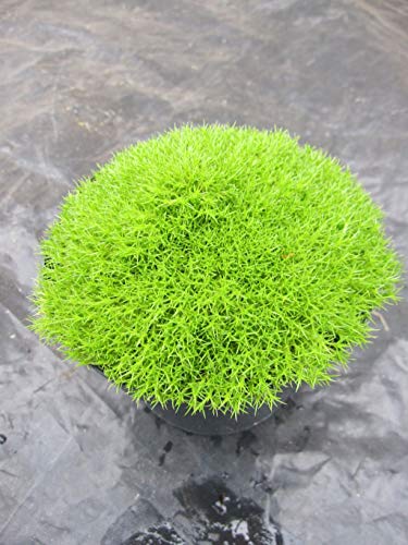 Scleranthus uniflorus - Neuseeländer Knäuel Scleranthus uniflorus - Neuseeländer Knäuel von Baumschule Pflanzenvielfalt