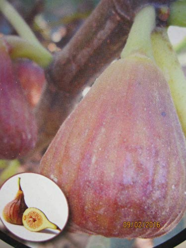 Selbstfruchtende Feige Signora - Ficus carica Signora von Baumschule Pflanzenvielfalt