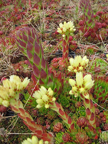 Sempervivum globiferum - Gewöhnliche Fransenhauswurz Stückzahl Rabatt Einzelpreis von Baumschule Pflanzenvielfalt