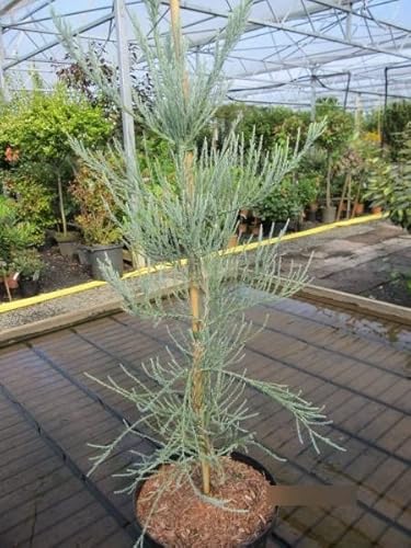 Sequoiadendron giganteum Powder Blue - Riesenmammutbaum Powder Blue von Baumschule Pflanzenvielfalt