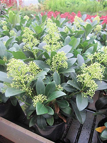 Skimmia japonica Finchy ® - japanische Skimmie Finchy ® - 20-30 von Baumschule Pflanzenvielfalt