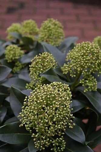 Skimmia japonica Fragrant Cloud - Japanische Skimmie - 25-30cm Skimmia japonica Fragrant Cloud - Japanische Skimmie - 25-30cm von Baumschule Pflanzenvielfalt