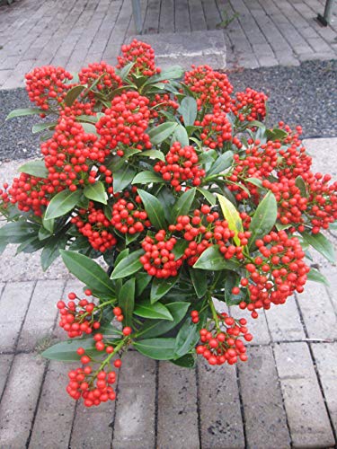 Skimmia japonica Pabella - japanische Skimmie Pabella von Baumschule Pflanzenvielfalt