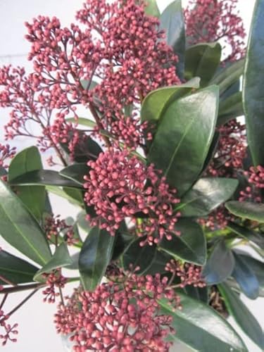 Skimmia japonica Rubella - Japanische Skimmie Rubella von Baumschule Pflanzenvielfalt