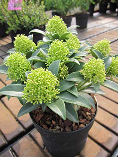 Skimmia japonica White Dwarf - Japanische Skimmie - 20-25 von Baumschule Pflanzenvielfalt