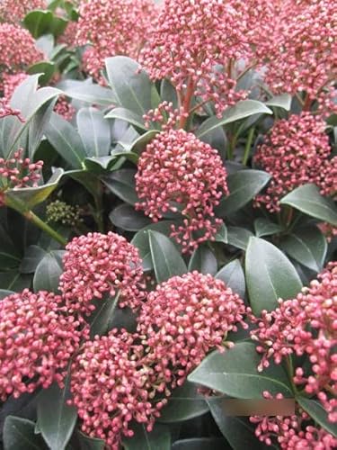 Skimmie Pink Dwarf - Skimmia japonica Pink Dwarf - 30-40 von Baumschule Pflanzenvielfalt