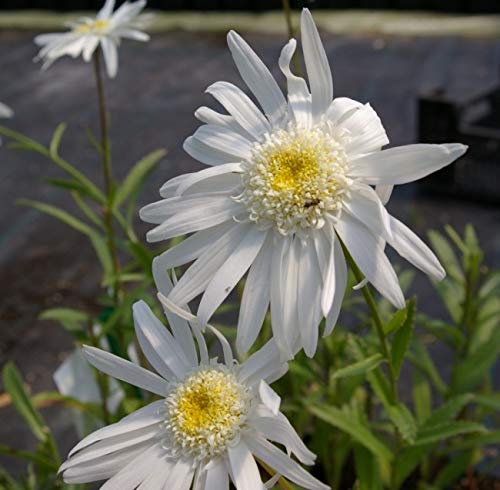 Sommer-Margerite Christine Hagemann - Leucanthemum (Chrysanthemum) Christine Hagemann Stückzahl Rabatt Einzelpreis von Baumschule Pflanzenvielfalt