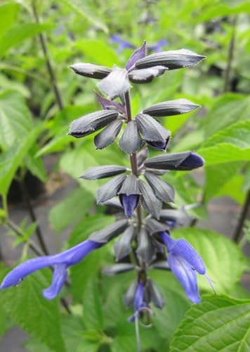 Sommer Salbei Rockin Sky Blue - Salvia hybride von Baumschule Pflanzenvielfalt