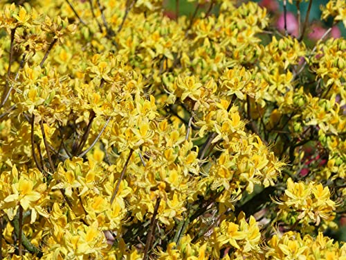 Sommergrüne Azalee - Pontische Azalee - Rhododendron luteum - Ursprungsart - 30-40cm von Baumschule Pflanzenvielfalt