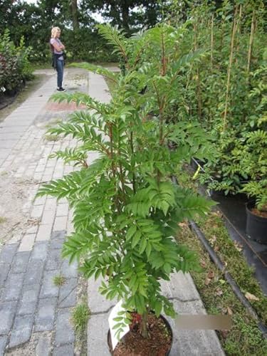 Sorbus aucuparia Autumn Spire (R) - Herbst-Eberesche Autumn Spire (R) von Baumschule Pflanzenvielfalt