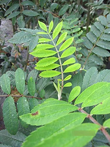 Sorbus aucuparia Edulis - Essbare Eberesche Edulis von Baumschule Pflanzenvielfalt