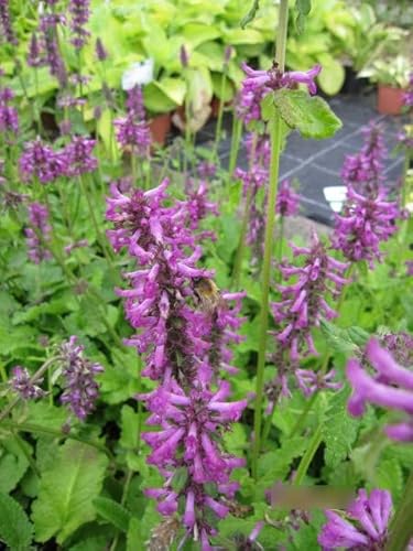 Stachys monnieri Hummelo - Dichtblütiger Ziest Hummelo Verpackungseinheit 10 von Baumschule Pflanzenvielfalt