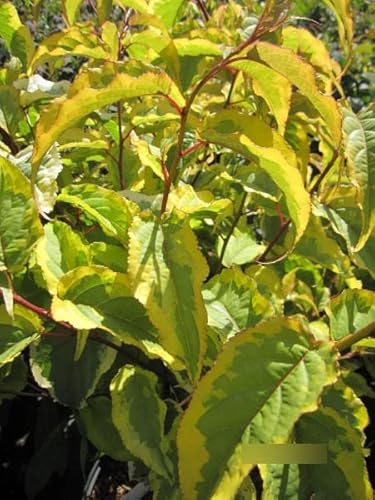 Stachyurus chinensis Joy Forever - Gelbbunter Perlschweif Joy Forever von Baumschule Pflanzenvielfalt