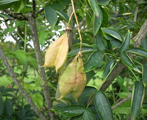 Staphylea pinnata - gemeine Pimpernuss - Klappernuss 30-40 cm von Baumschule Pflanzenvielfalt