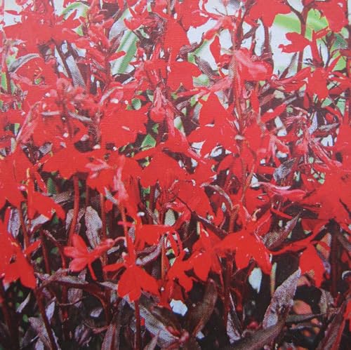 Stauden Lobelie Queen Victoria - Lobelia fulgens Queen Victoria von Baumschule Pflanzenvielfalt
