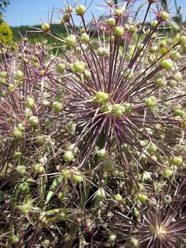 Sternkugel Lauch - Allium albopilosum Christophii von Baumschule Pflanzenvielfalt