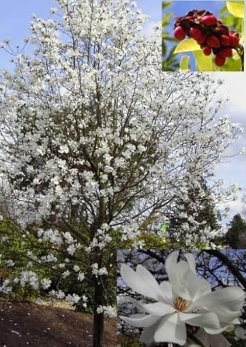 Sternmagnolie Merrill - Magnolia x loebneri Merrill - Tulpenbaum - 40-60 von Baumschule Pflanzenvielfalt
