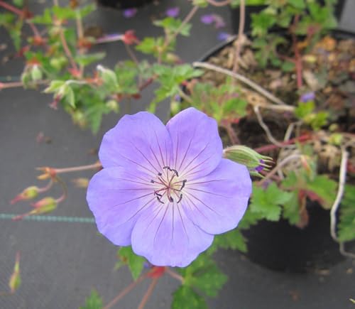 Storchschnabel Rozanne ® - Geranium Hybride Rozanne ® von Baumschule Pflanzenvielfalt