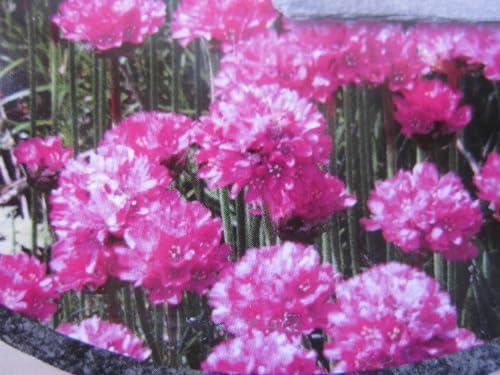 Strand-Grasnelke - Armeria maritima - wintergrüne Blumenstauden Stückzahl Rabatt 3er-Paket von Baumschule Pflanzenvielfalt