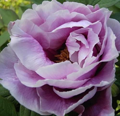 Strauchpfingstrose - Baumpfingstrose - Paeonia suffruticosa Hybriden i.F. - Farbe wählbar von Baumschule Pflanzenvielfalt