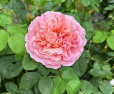 Strauchrose Eustacia Vye - Rosa Eustacia Vye - Synonym Sts. Francis and Claire - Austin Rose von Baumschule Pflanzenvielfalt