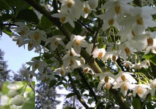 Styrax japonicus - Japanischer Storaxbaum - Schneeglöckchenbaum Größe 80-100 cm von Baumschule Pflanzenvielfalt