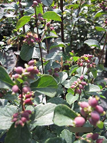 Symphoricarpos Magical Temptation - Schneebeere Magical Temptation 60-100 cm von Baumschule Pflanzenvielfalt