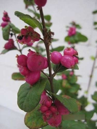 Symphoricarpos doorenbosii Magic Berry - Amethystbeere - 60-100 von Baumschule Pflanzenvielfalt