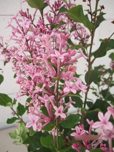 Syringa Pink Perfume - Zwergflieder Pink Perfume - stark duftend 40-60 von Baumschule Pflanzenvielfalt