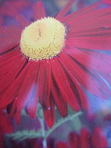 Tanacetum coccineum Robinsons Red - Rote Margerite - Bunte Garten-Margerite von Baumschule Pflanzenvielfalt