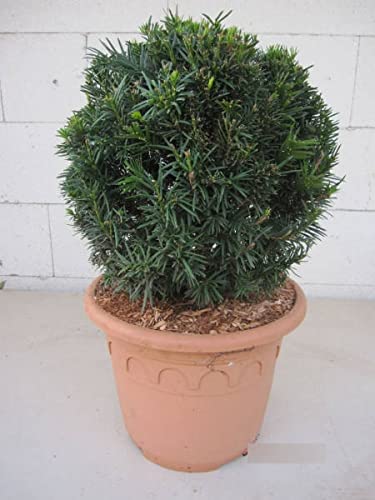 Taxus baccata Kugel - Eibenkugel - 25-30 von Baumschule Pflanzenvielfalt