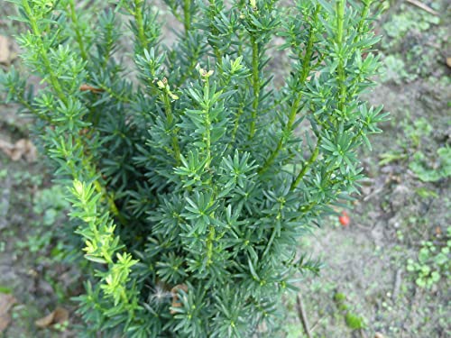 Taxus media Hillii - Becher-Eibe Hillii - 80-100 von Baumschule Pflanzenvielfalt