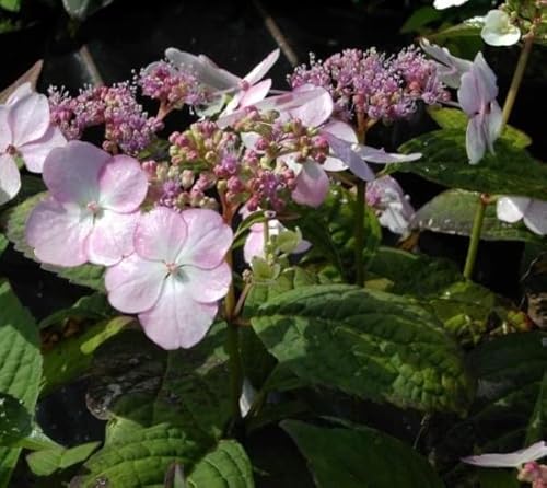 Tellerhortensie Acuminata - Schirmhortensie - Hydrangea serrata Acuminata von Baumschule Pflanzenvielfalt