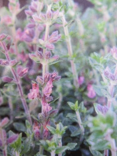 Teucrium chamaedrys - Rosa Edel-Gamander/Echter Gamander Verpackungseinheit 1 von Baumschule Pflanzenvielfalt