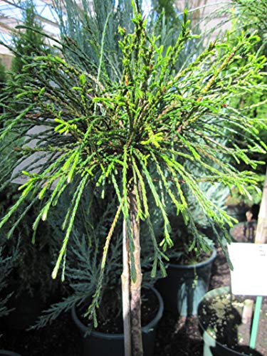 Thuja plicata Whipcord - Faden-Lebensbaum - Veredelung auf einen Hochstamm - 50-60 cm von Baumschule Pflanzenvielfalt