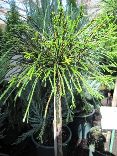 Thuja plicata Whipcord - Faden-Lebensbaum - Veredelung auf einen Hochstamm - 80 cm von Baumschule Pflanzenvielfalt