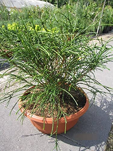 Thuja plicata Whipcord - Faden-Lebensbaum in Dekoschale 30-40cm Thuja plicata Whipcord - Faden-Lebensbaum in Dekoschale 30-40cm von Baumschule Pflanzenvielfalt