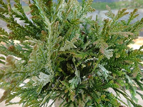 Thujopsis dolabrata Variegata - Hiba-Lebensbaum Variegata - 40-50cm von Baumschule Pflanzenvielfalt