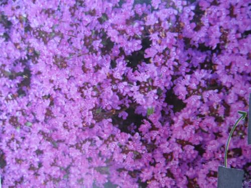 Thymus praecox Red Carpet - Frühblühender Garten Thymian Verpackungseinheit 3 von Baumschule Pflanzenvielfalt