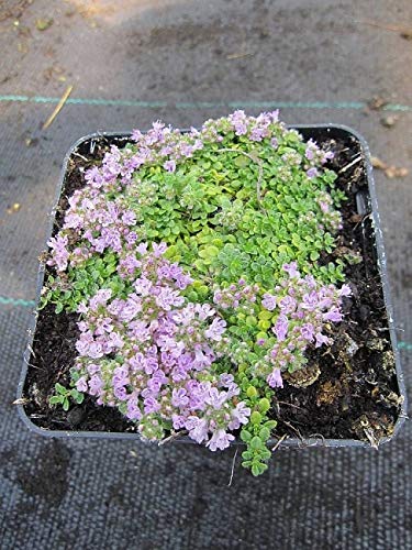 Thymus praecox minor - Teppichthymian - Polsterthymian - Stückzahl Rabatt 3er-Paket von Baumschule Pflanzenvielfalt